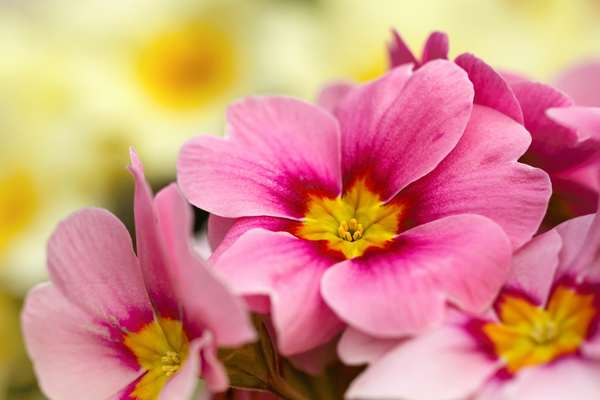 Prímula: Curiosidades E Fatos Interessantes Sobre a Planta