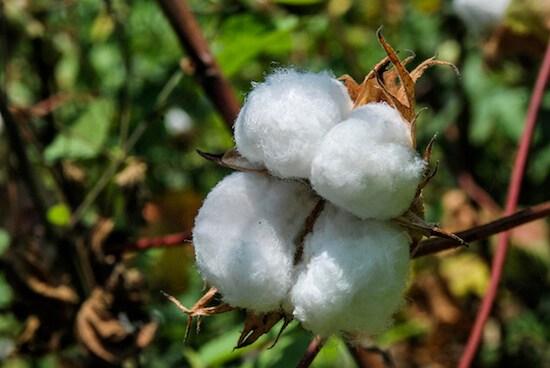 Produtos Derivados do Algodão Mais Comuns