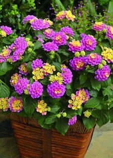 Mini Lantana: Como Plantar, Cuidar e Evitar Erros