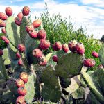 Opuntia