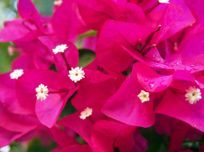 Espécies De Primavera: Tipos Com Nome E Fotos Em Lista