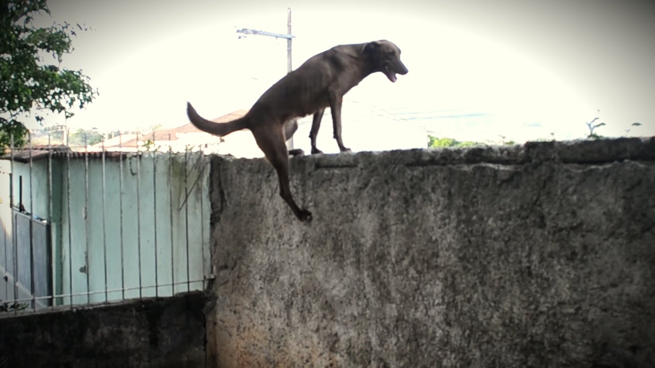 O Que Fazer Para o Cachorro Não Pular o Muro?