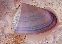 Como Se Formam as Conchas dos Bivalves?