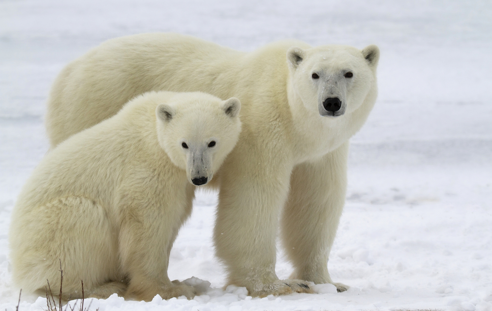 Animais Que Começam Com a Letra U: Nome e Características