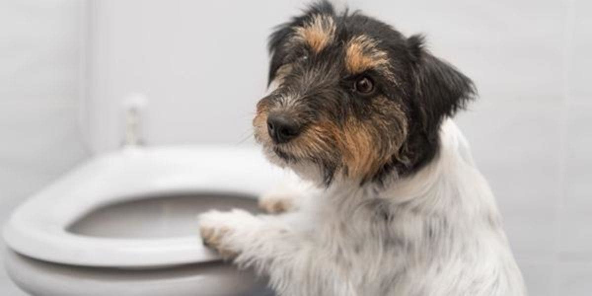 O Que Significa Quando Seu Cão Te Segue Até o Banheiro?