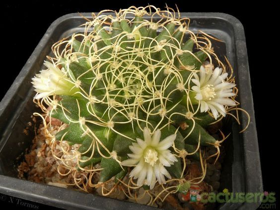 Cacto-Almofada-de-Alfinetes: Características, Cultivo e Fotos