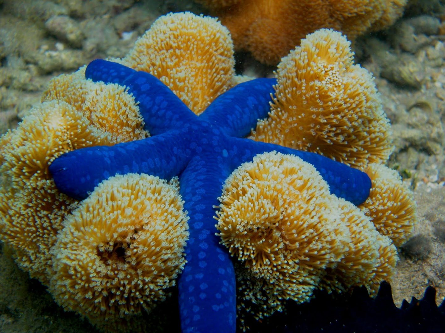 Equinodermos: Curiosidades e Fatos Interessantes Sobre o Animal