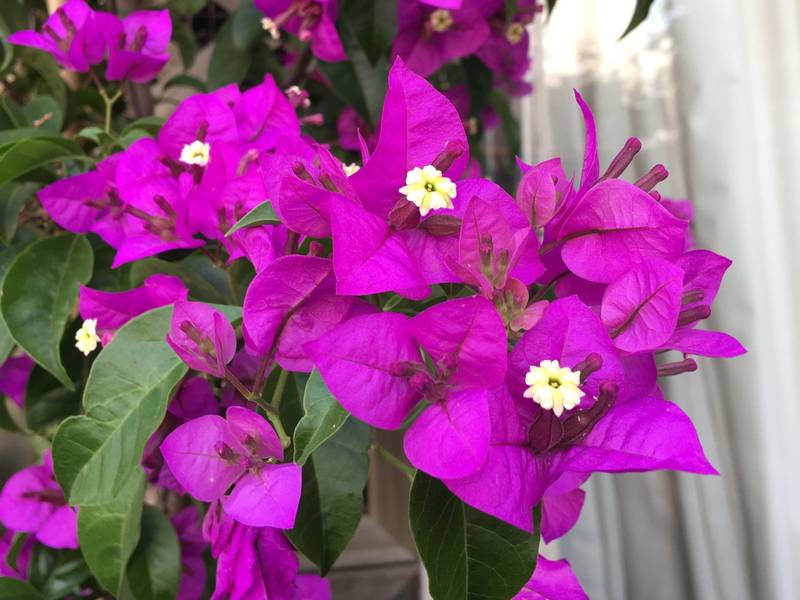 Como Podar Primavera Para Florir Melhor