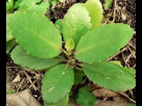 História do Saião, Significado, Origem da Planta e Fotos