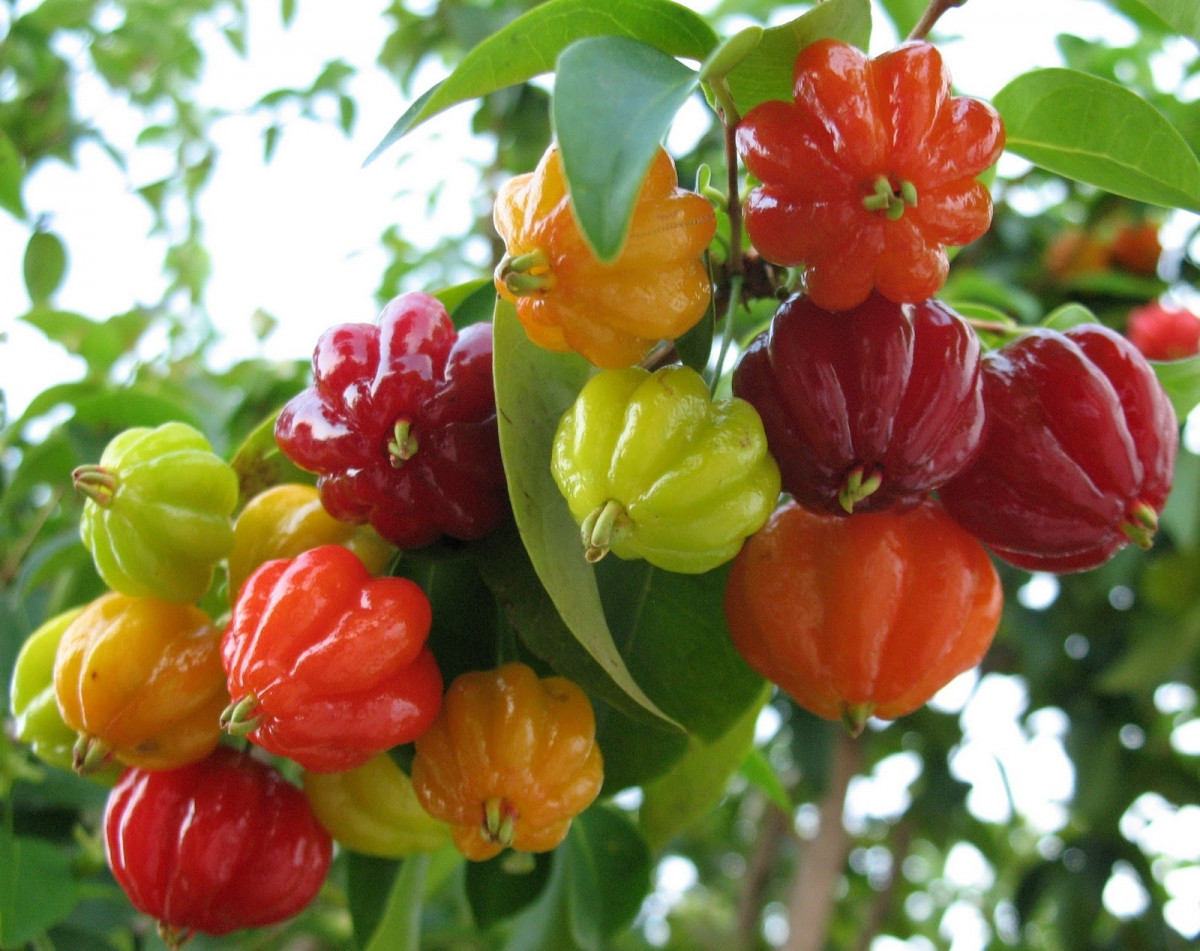 Fruta com P: 18 Frutas que Começam com a Letra P (2026)