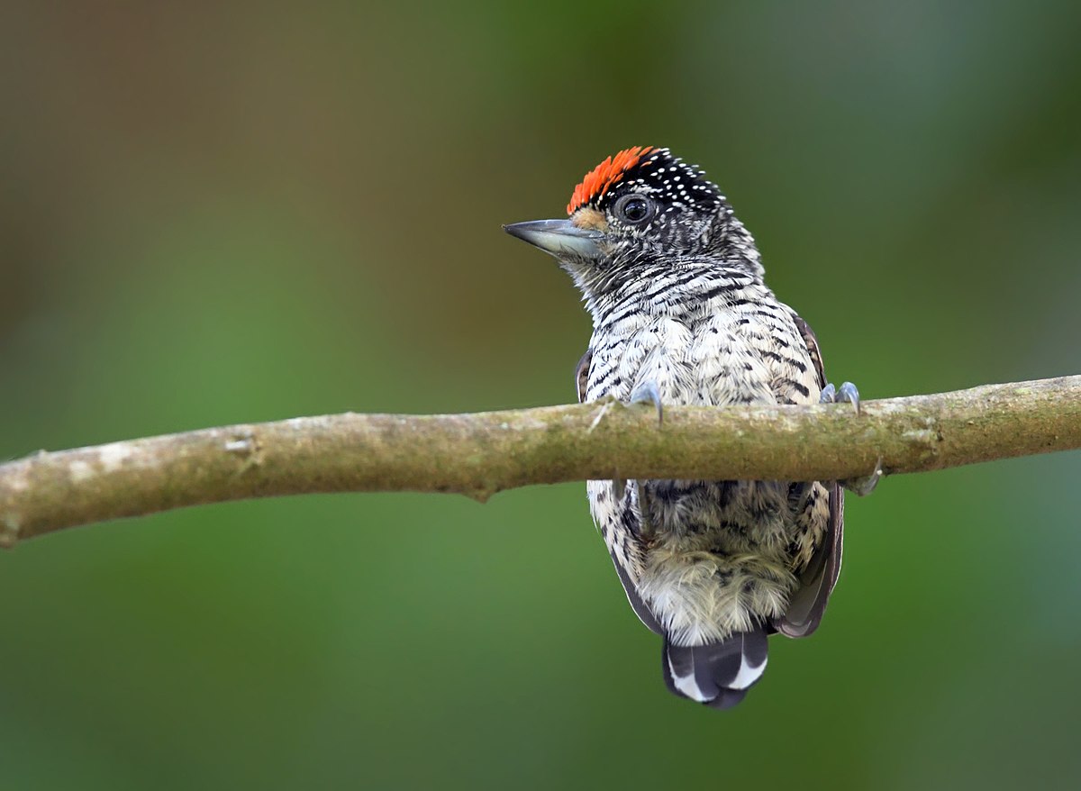 Pica-Pau-Anão-de-Pescoço-Branco: Características, Nome Científico e Fotos