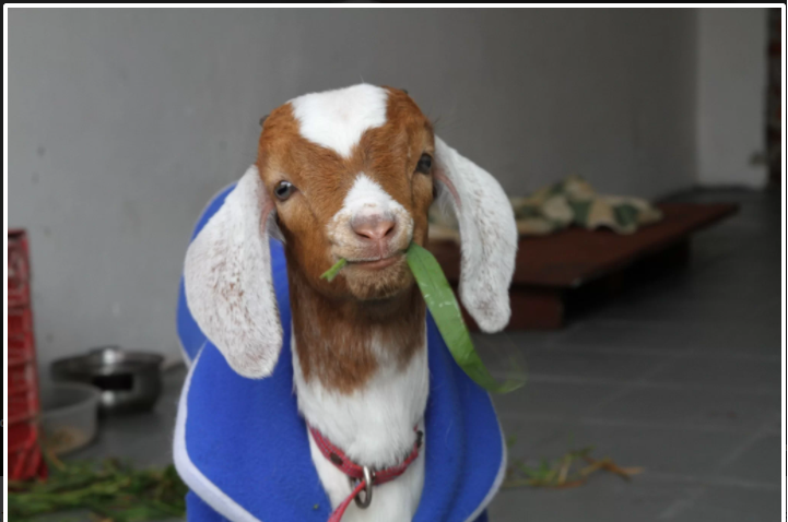 Quanto Custa um Cabrito de Estimação ? Onde Comprar ?