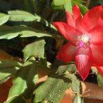 Flor de Maio