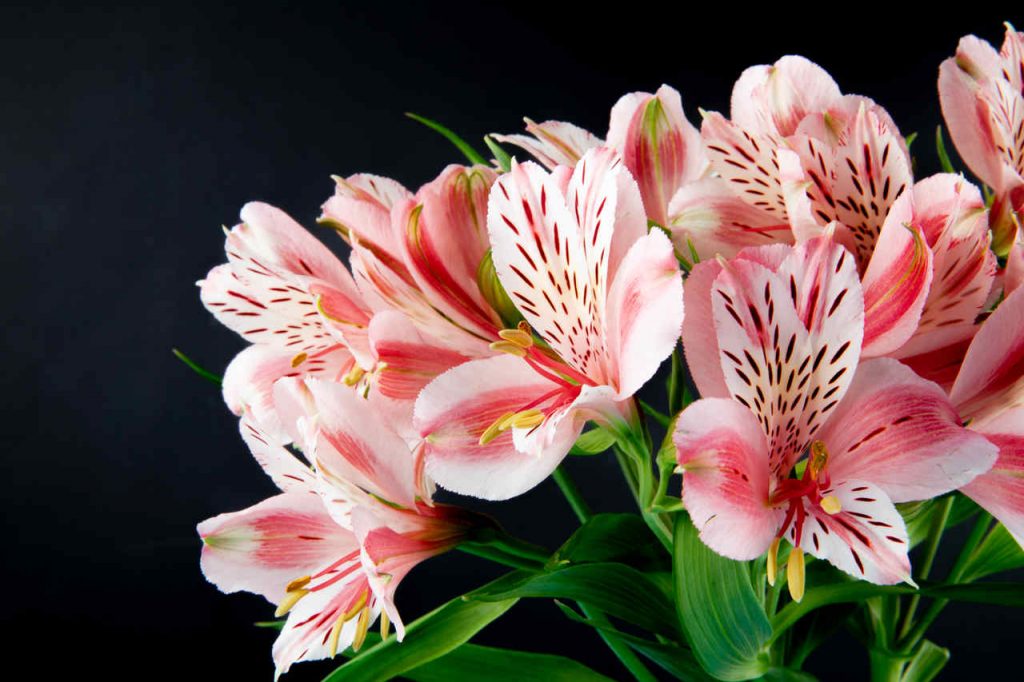 Qual As Melhores Flores para Jardim?
