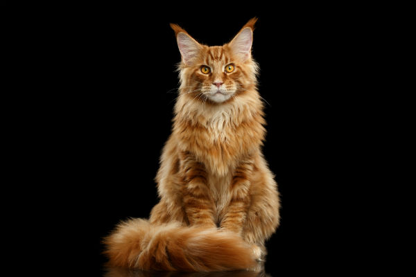 Tudo Sobre o Maine Coon: Características, Nome Cientifico e Fotos