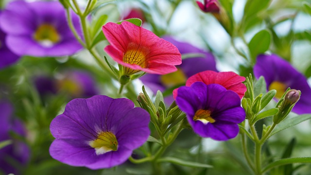 Quais as Flores Mais cultivadas no RS?