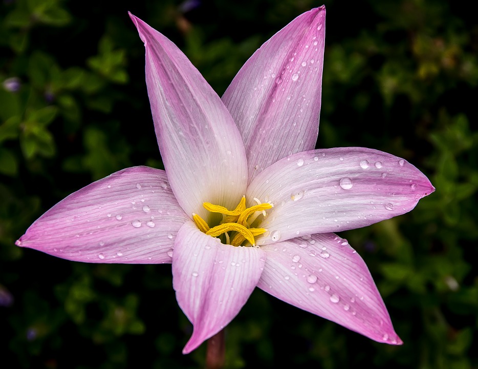 Zephyranthes Curiosidades e Fatos Interessantes Sobre a Planta