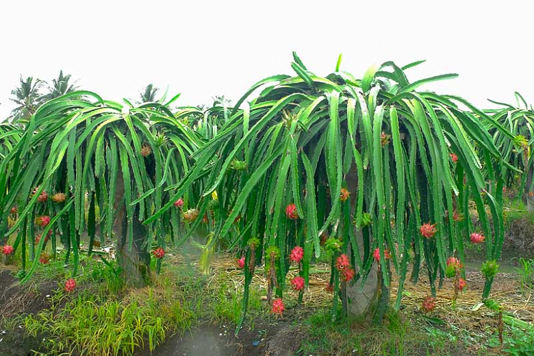 Dama da Noite Curiosidades e Fatos Interessantes Sobre a Planta