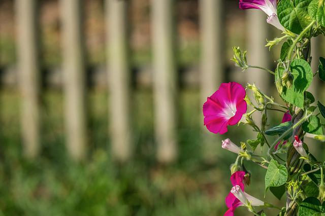 Tudo Sobre a Flor Glória-da-Manhã: Características e Nome Científico