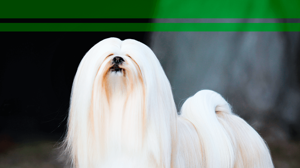 Tudo Sobre a Raça Lhasa Apso: Características e Fotos