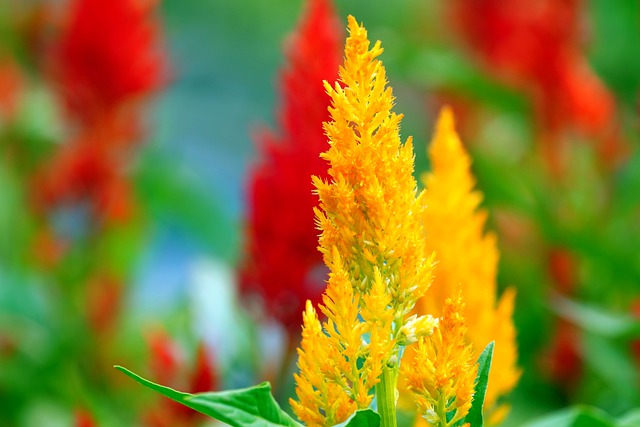 Tudo Sobre a Flor Celosia: Características e Nome Científico