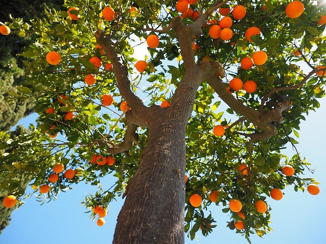 Como Cultivar Pé de Laranja?