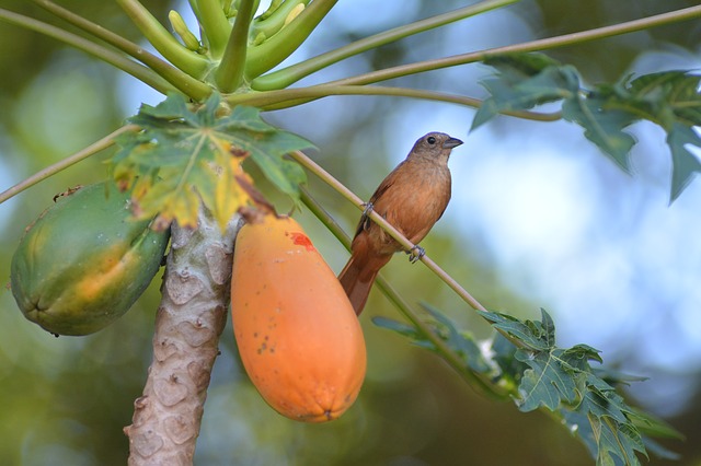Quanto Tempo um Pé de Mamão Leva Para dar Fruto?