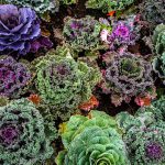 Horta de Couves