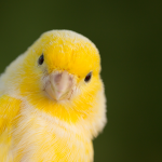 canário-belga
