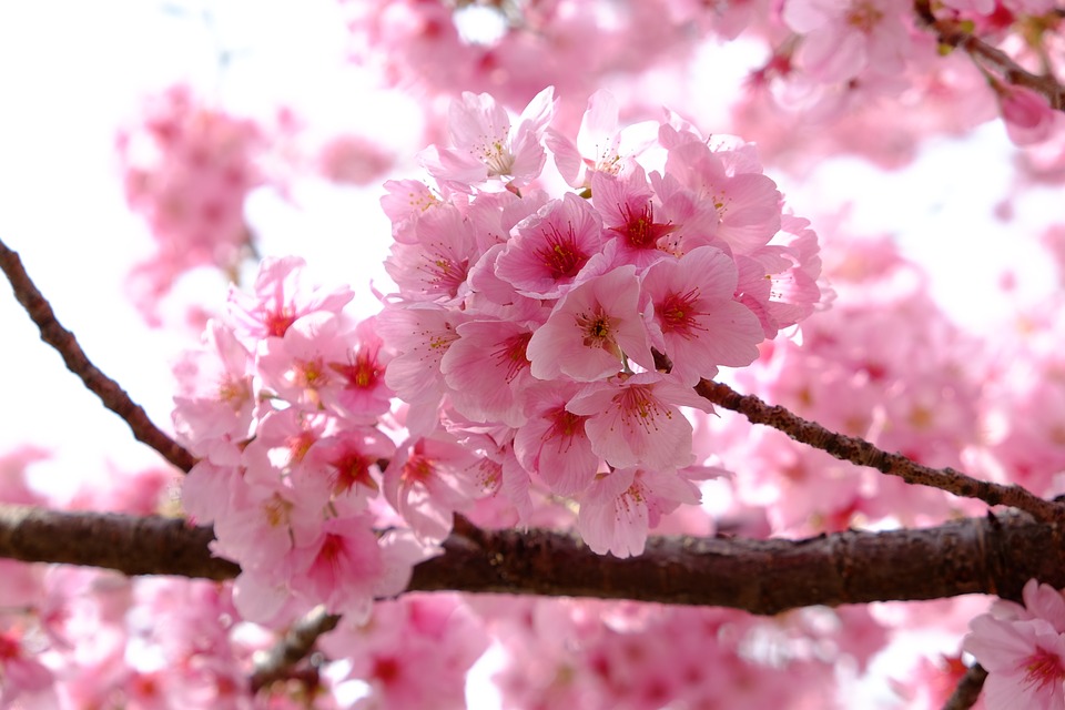 Flores de cerejeira: a beleza na chegada da primavera