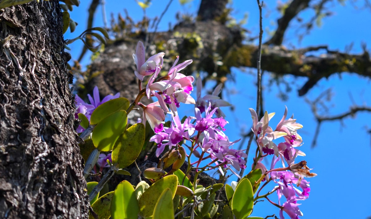 As plantas epífitas: Como essas plantas se adaptam e se desenvolvem