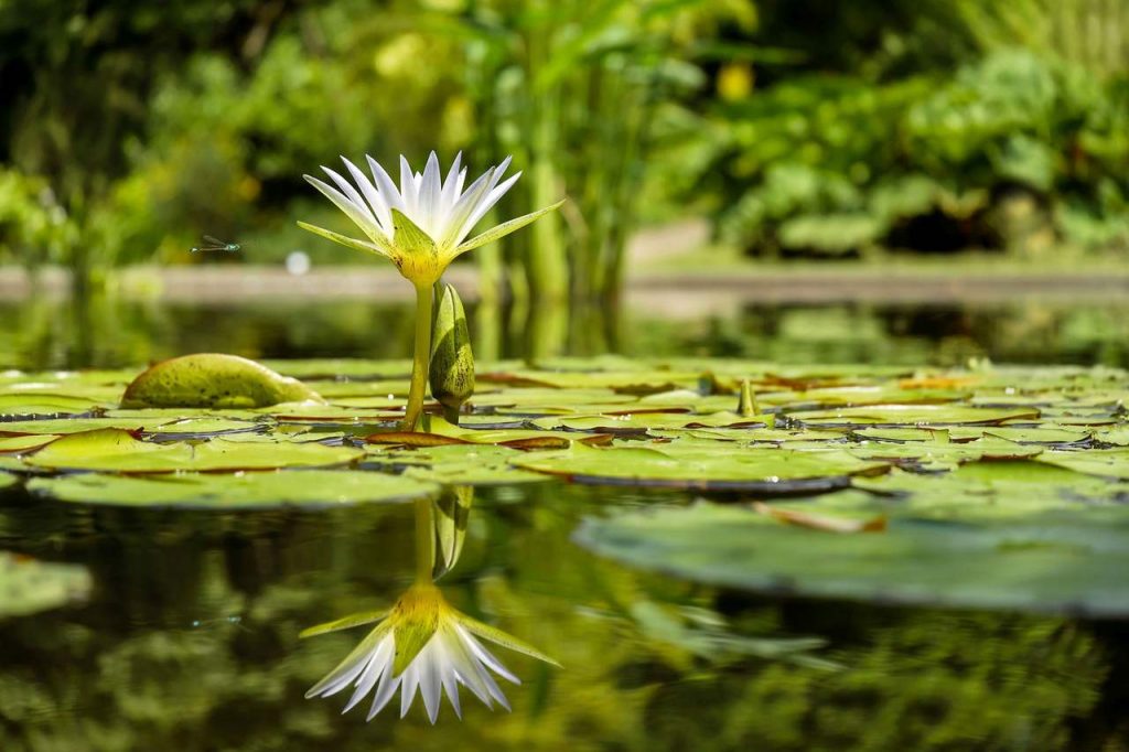 As plantas aquáticas e seus ecossistemas: a vida subaquática e sua importância