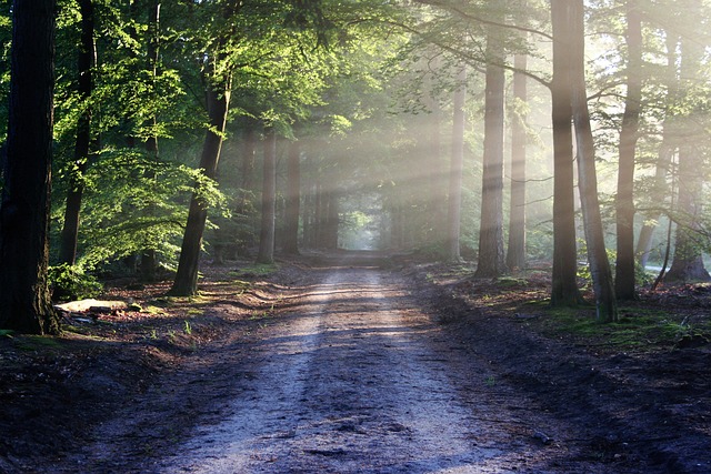 Importância das Florestas para o Equilíbrio Ambiental: O Pilar Vital da Natureza