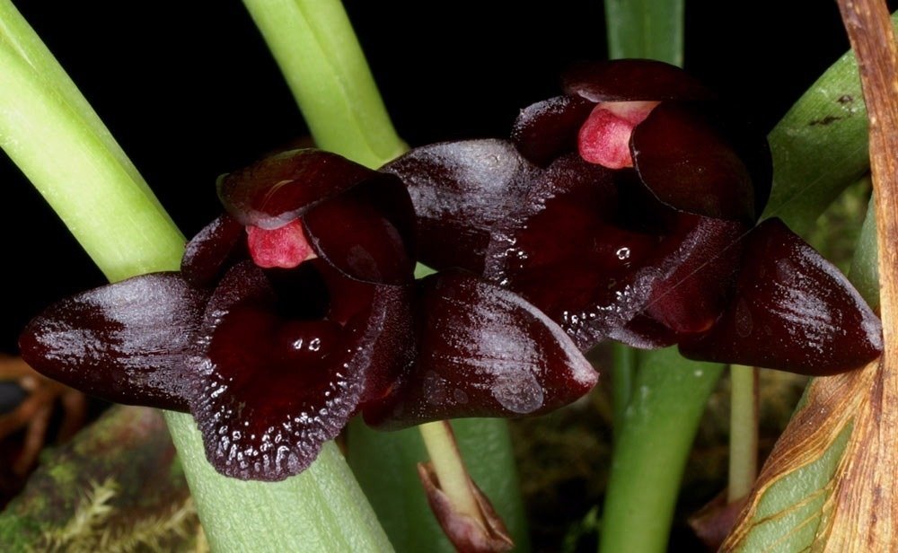 Orquídea Negra: Espécies Raras e Fascinantes do Brasil