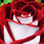 Rosa Osiria