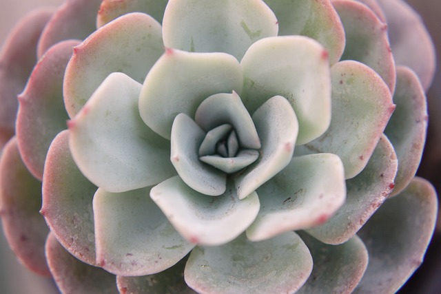 Variedades de Echeveria: Explore a Diversidade das Espécies