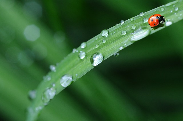 Folhas de Planta: a Chave da Fotossíntese