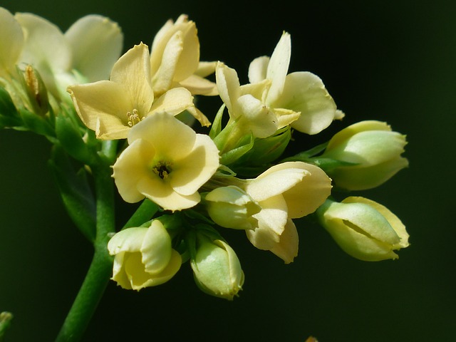 Kalanchoe Blossfeldiana: Planta Ornamental de Fácil Manutenção