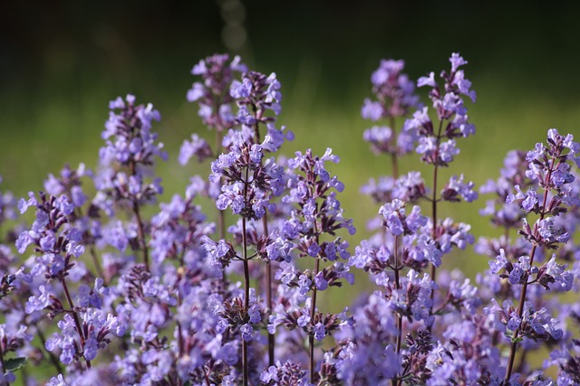 Cultivo de Nepeta: Dicas e Cuidados Essenciais