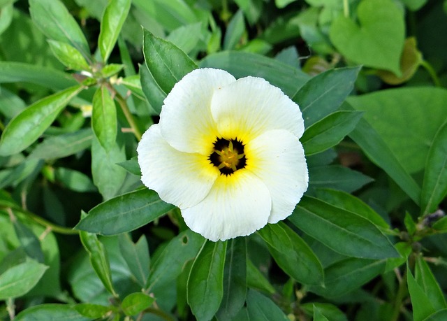 Turnera Subulata: Cultivo Descomplicado