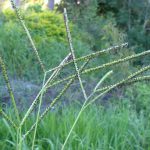 Capim-Missioneiro na Natureza