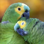 Casal de Papagaios
