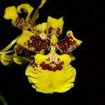 Dama Dançante Amarela