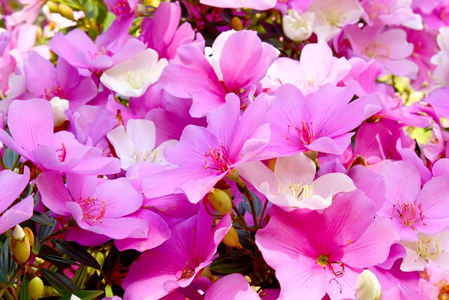 Manacá da Serra e Polinizadores: Por que as Flores Mudam de Cor?