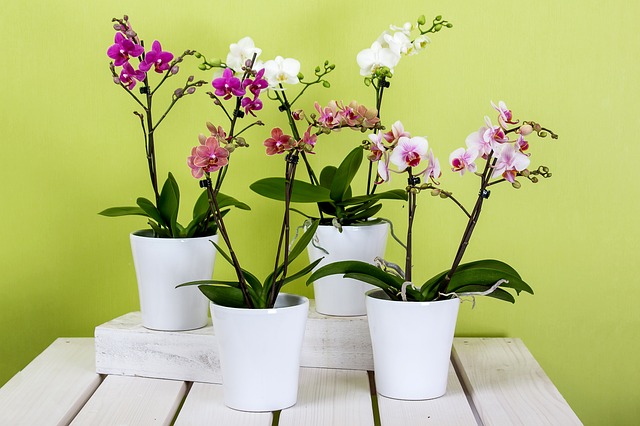 Orquídeas Raras: Beleza Exótica
