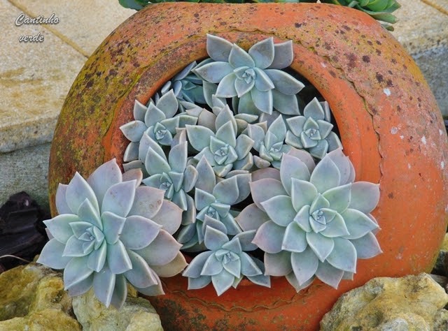 Planta Fantasma em Ambientes Internos