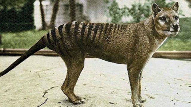 Ciclo de Vida do Lobo-da-Tasmânia