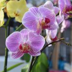 Orquidea Rosa e Amarela