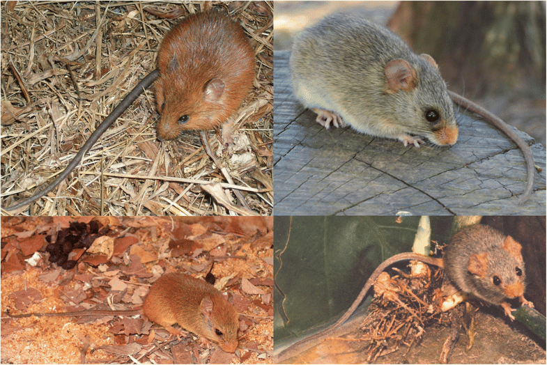 Comportamento do Rato-do-Mato-Ferrugíneo