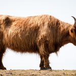 Vaca Peluda de Perfil